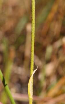 Image of Triantha japonica (Miq.) Baker