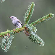 Image of Golden-crowned Kinglet