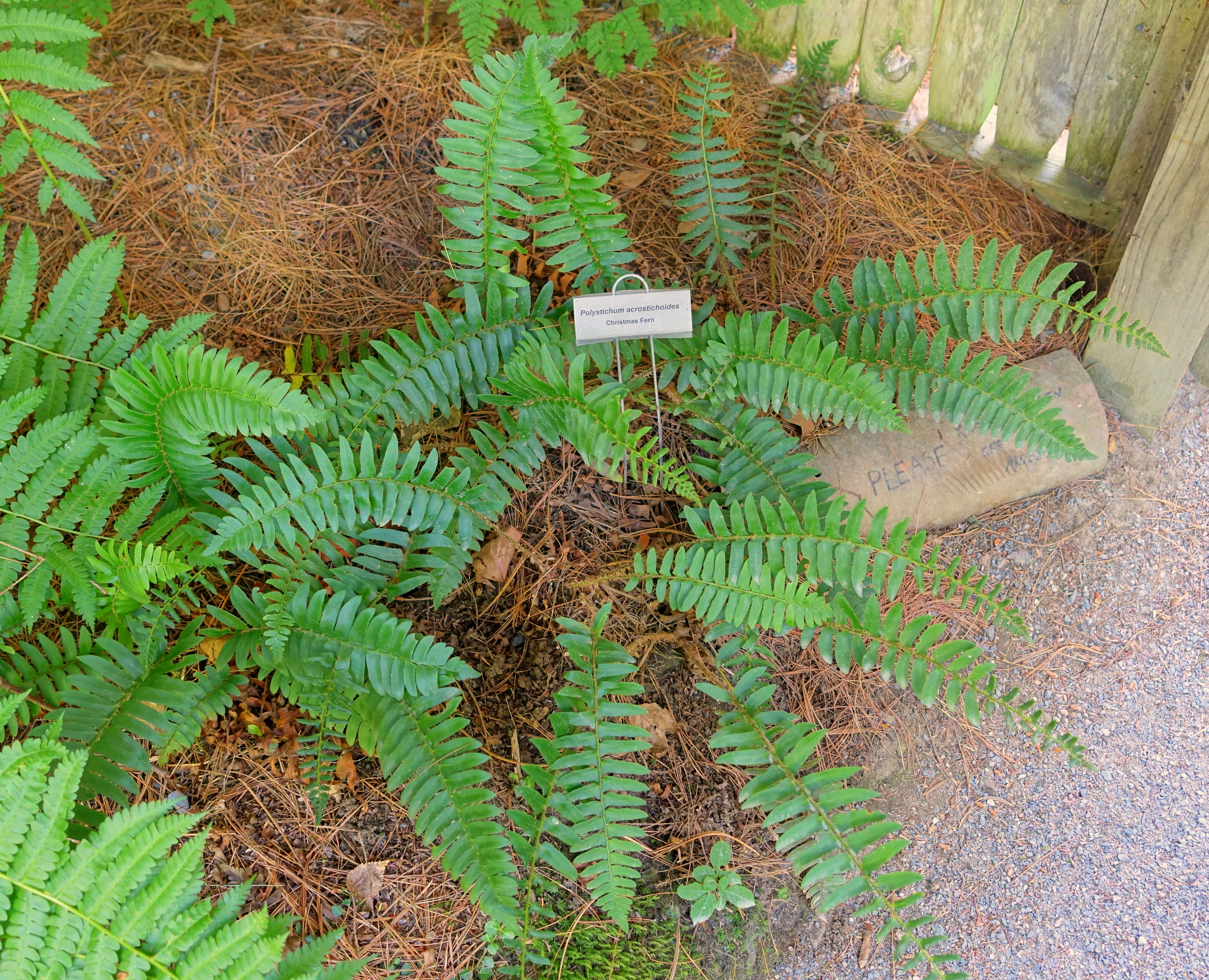 Image of Christmas fern