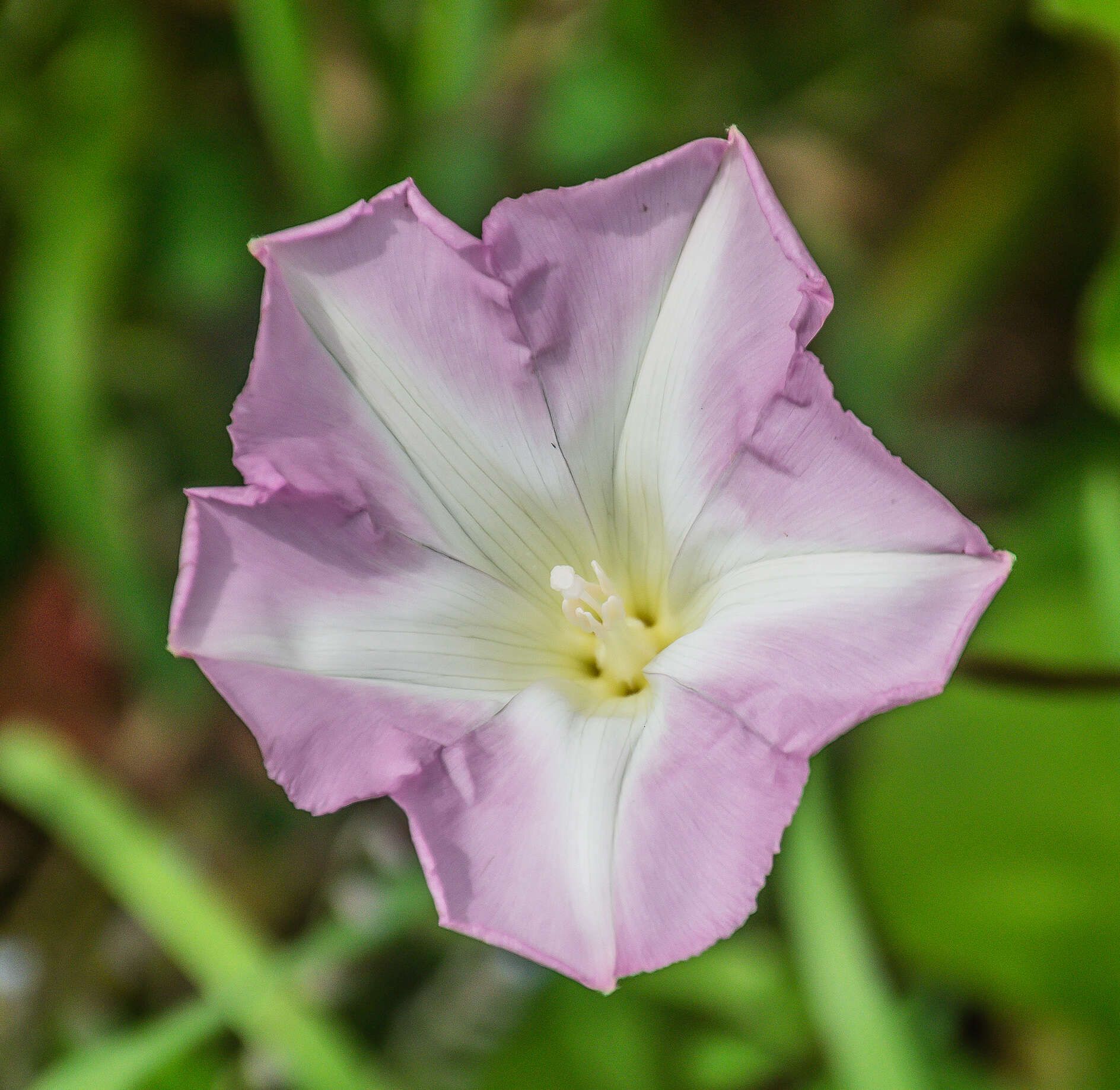 Plancia ëd Calystegia soldanella (L.) R. Br.