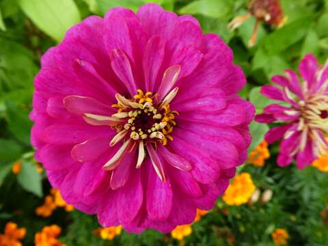 Image of ELEGANT ZINNIA