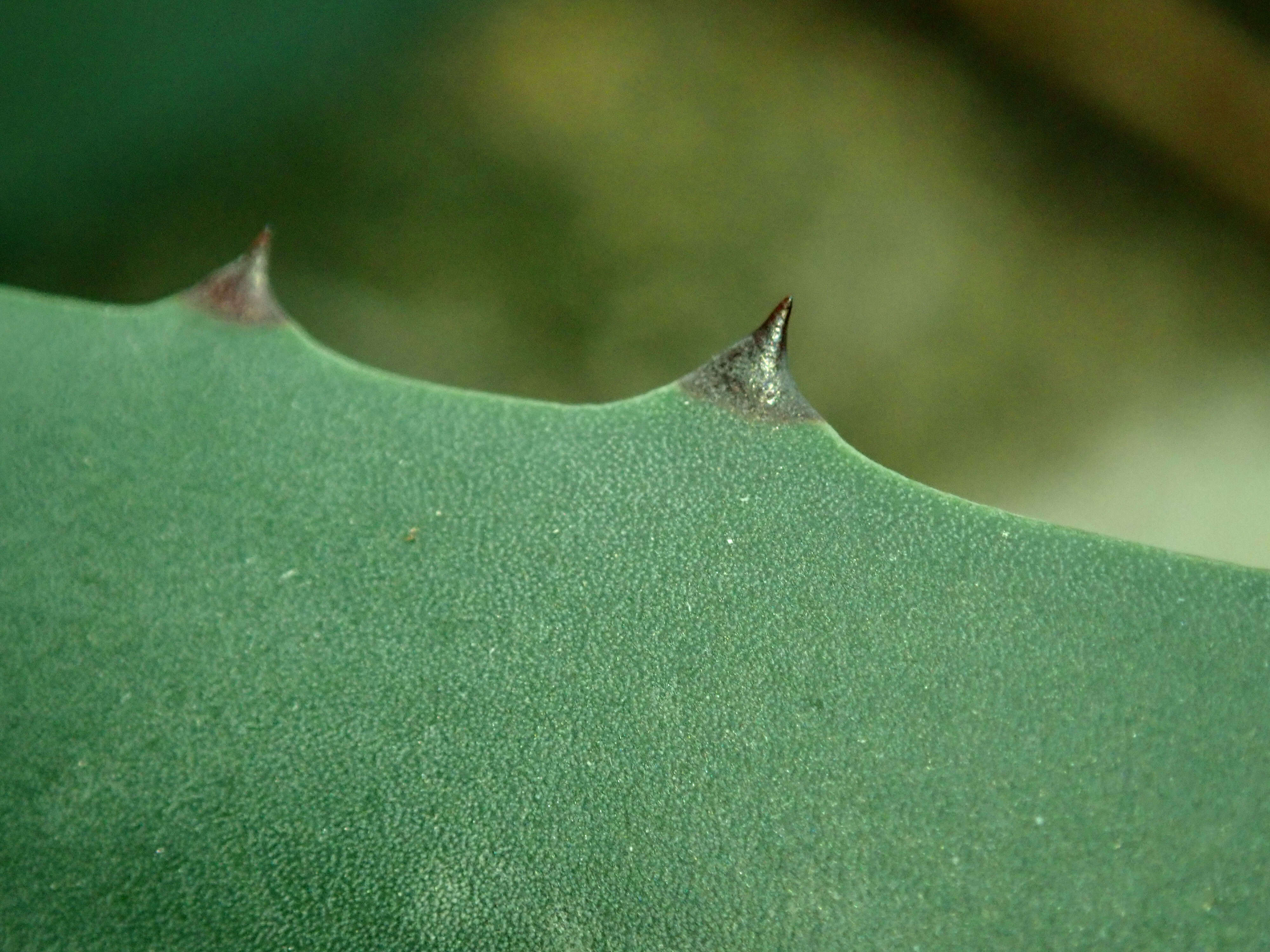 Image of tequila agave