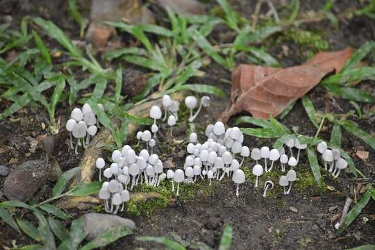 Image of Coprinellus disseminatus (Pers.) J. E. Lange 1938