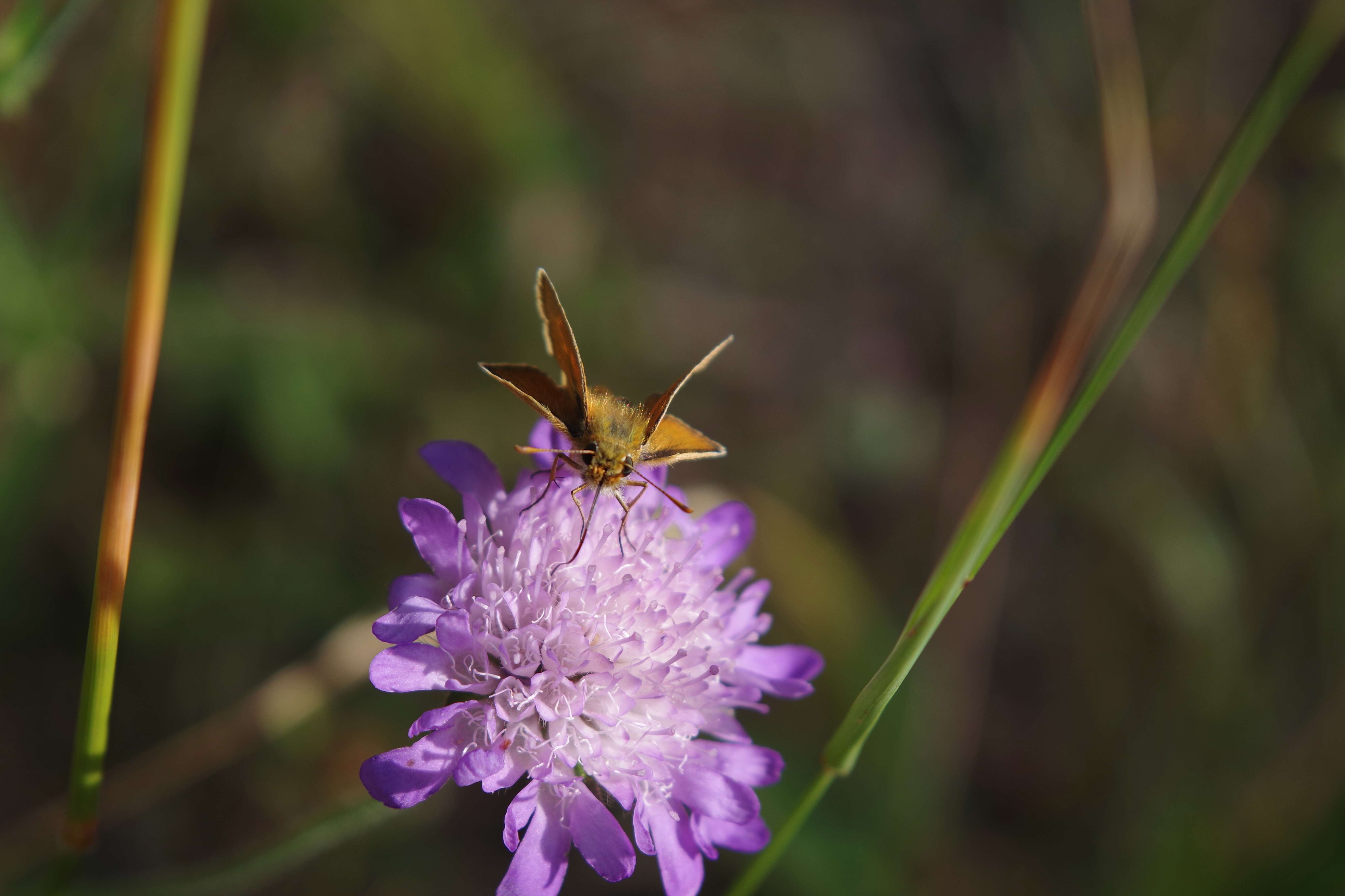 Image of lulworth skipper