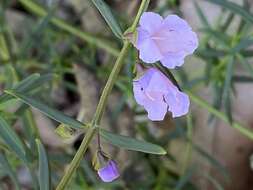 Image de Prostanthera nivea A. Cunn. ex Benth.