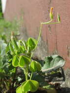 Image of slender yellow woodsorrel