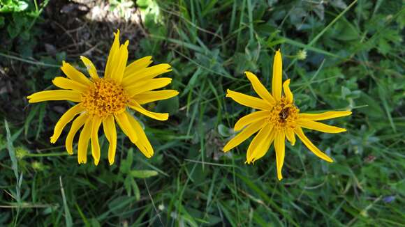 Image of mountain arnica