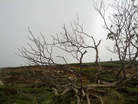 Imagem de Rhododendron wallichii Hook. fil.