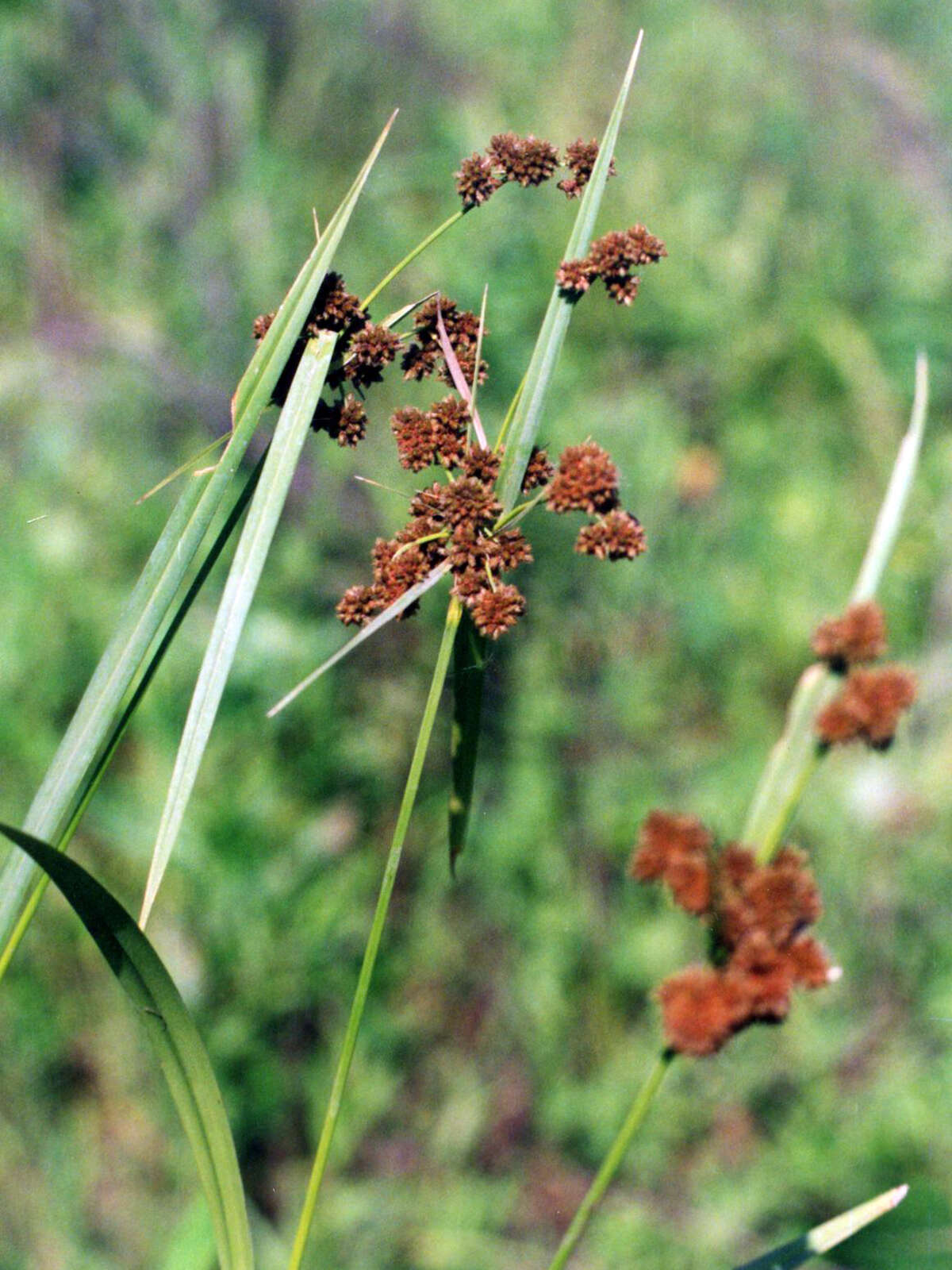 Scirpus atrovirens Willd.的圖片