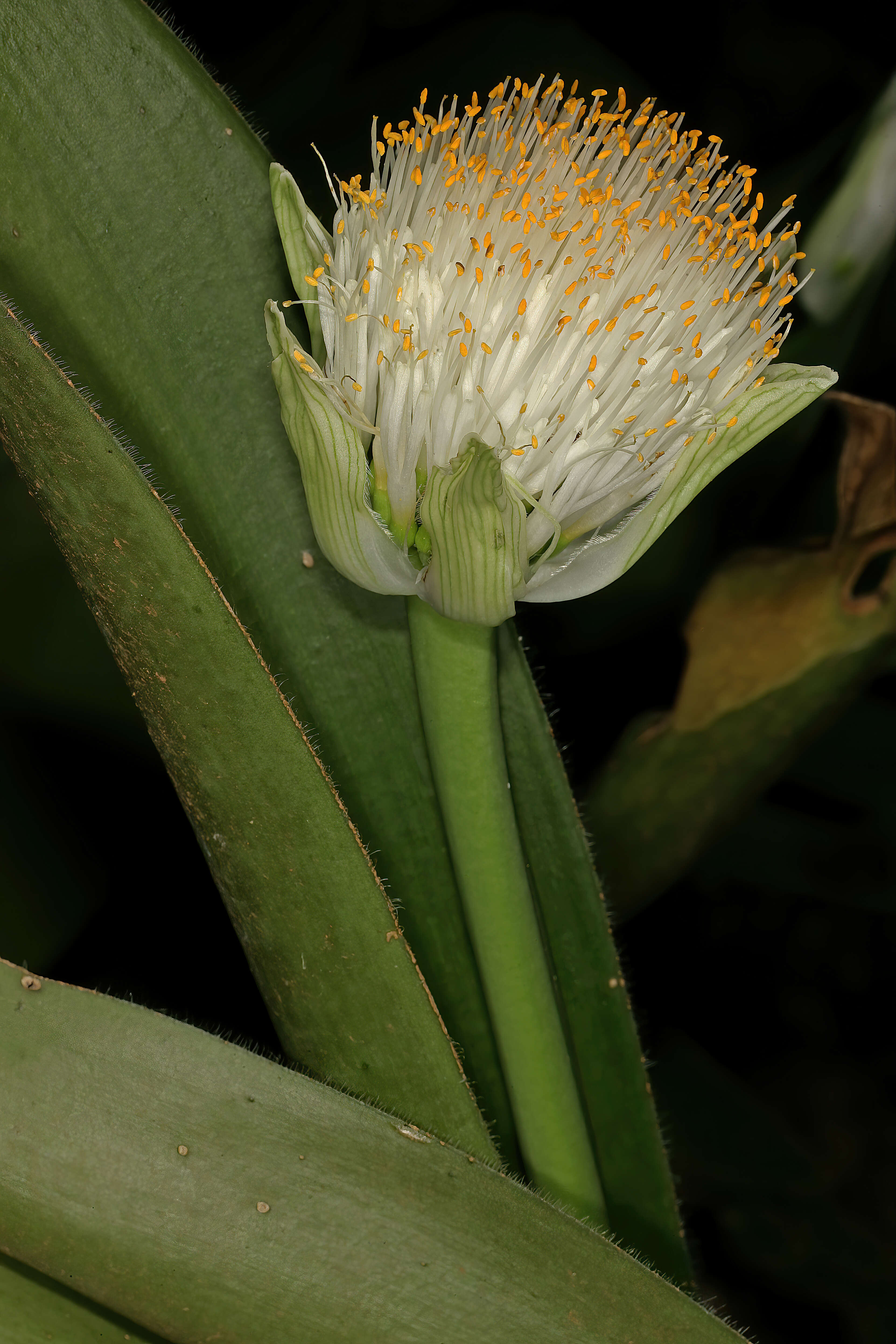 Imagem de Haemanthus albiflos Jacq.