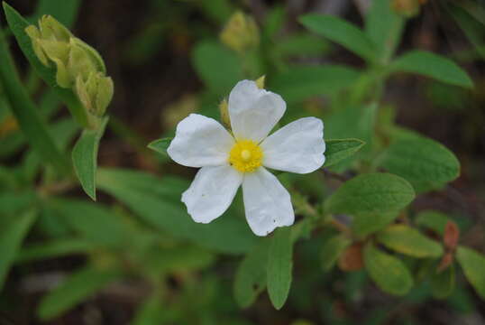 Image of Cistus sintenisii Litard.