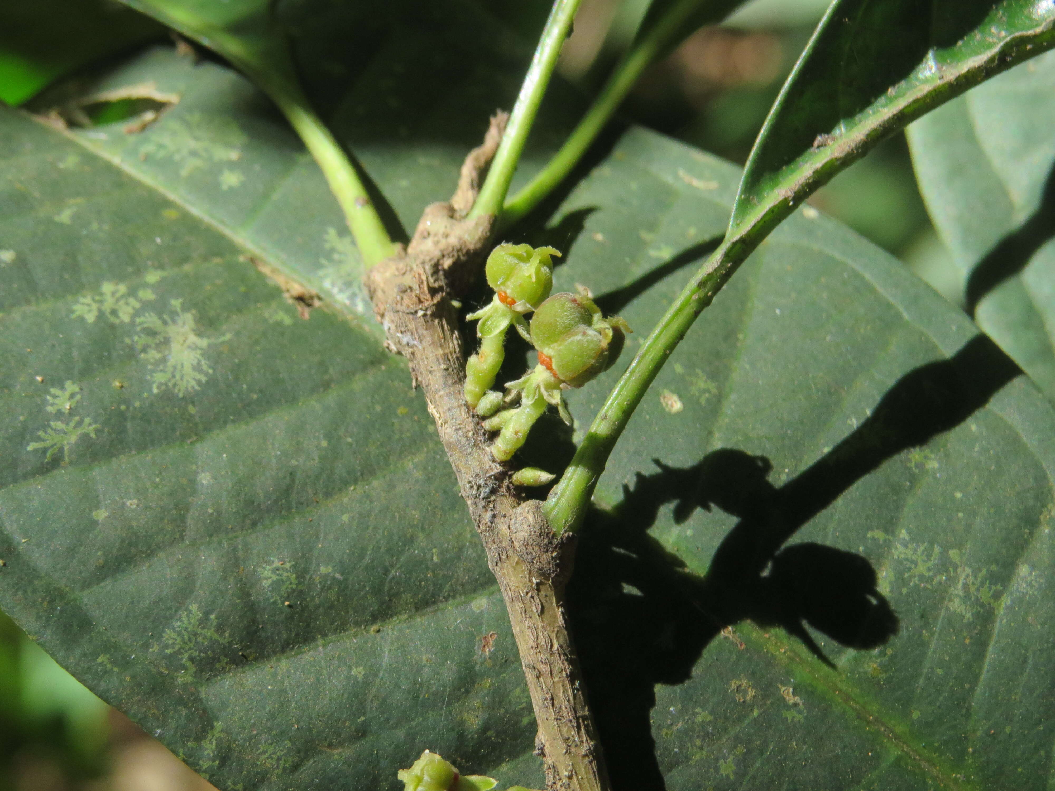 Image of Agrostistachys indica Dalzell