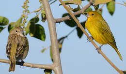 Image of Saffron Finch