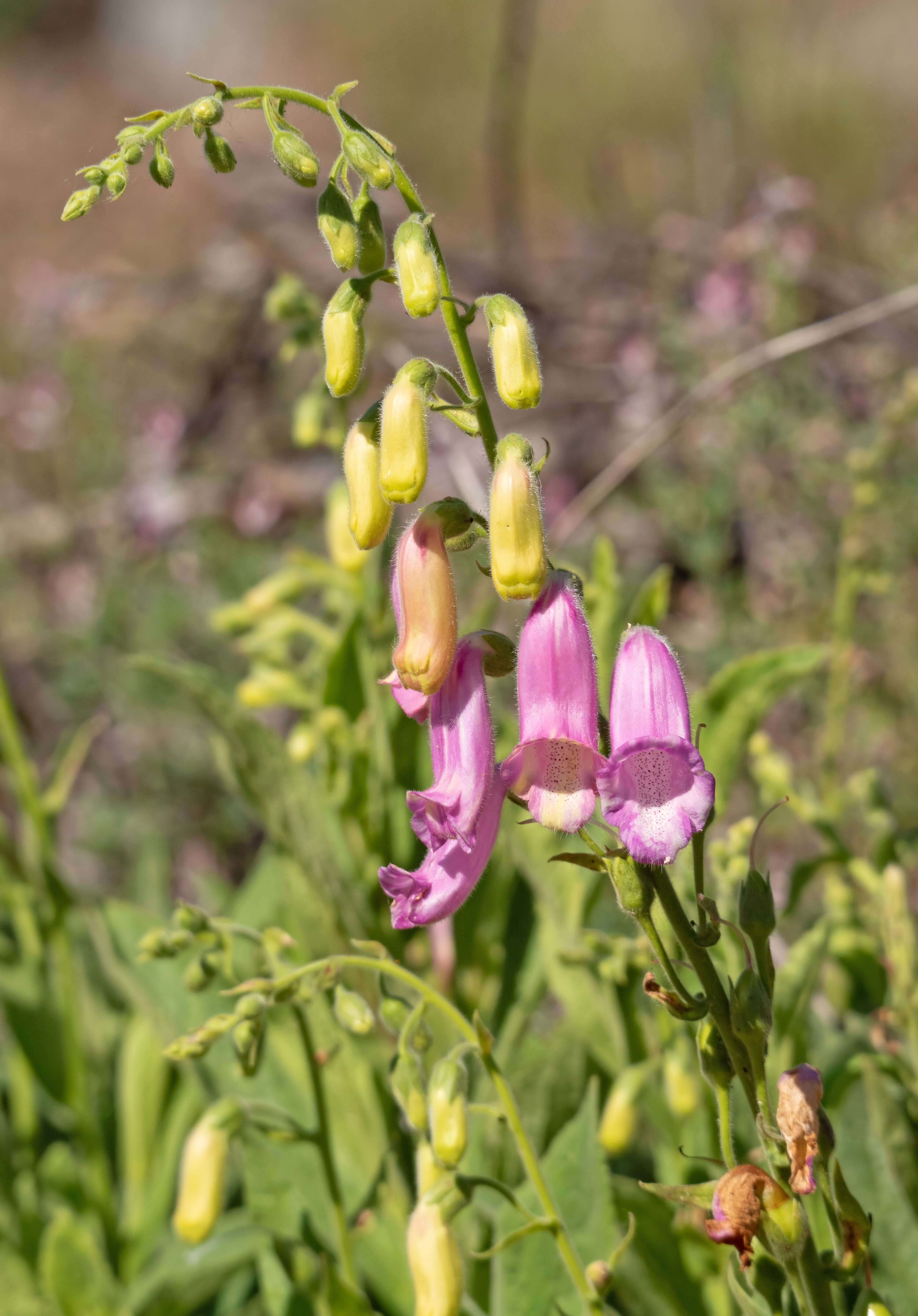 Image of Digitalis thapsi L.