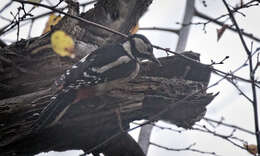 Image of Great Spotted Woodpecker