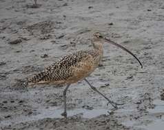 Image of Long-billed Curlew