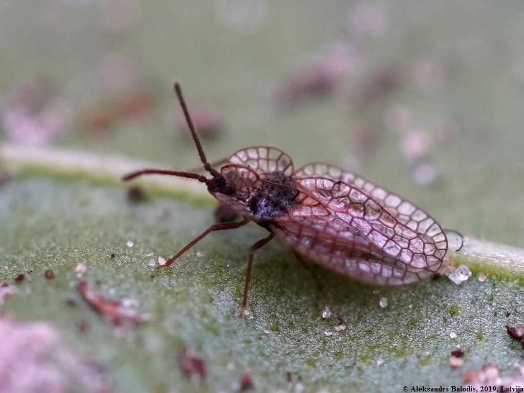 Image of Foliaceous Lace Bug