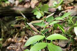 Image of spring pea