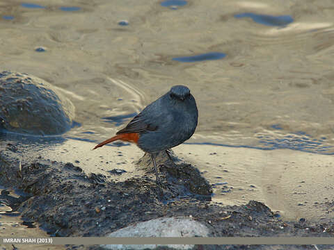 Image of Plumbeous Water Redstart