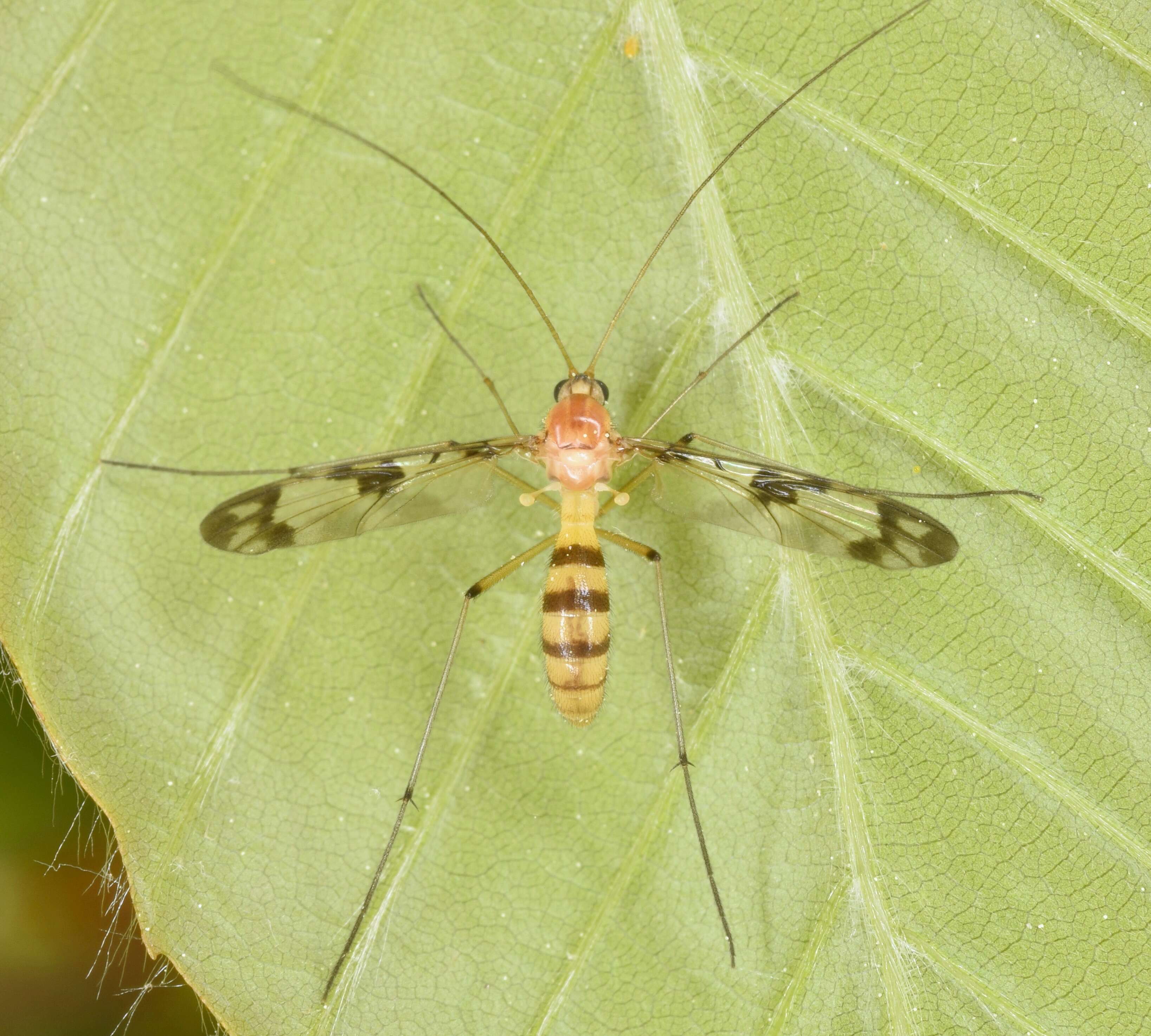 Image of Macrocera