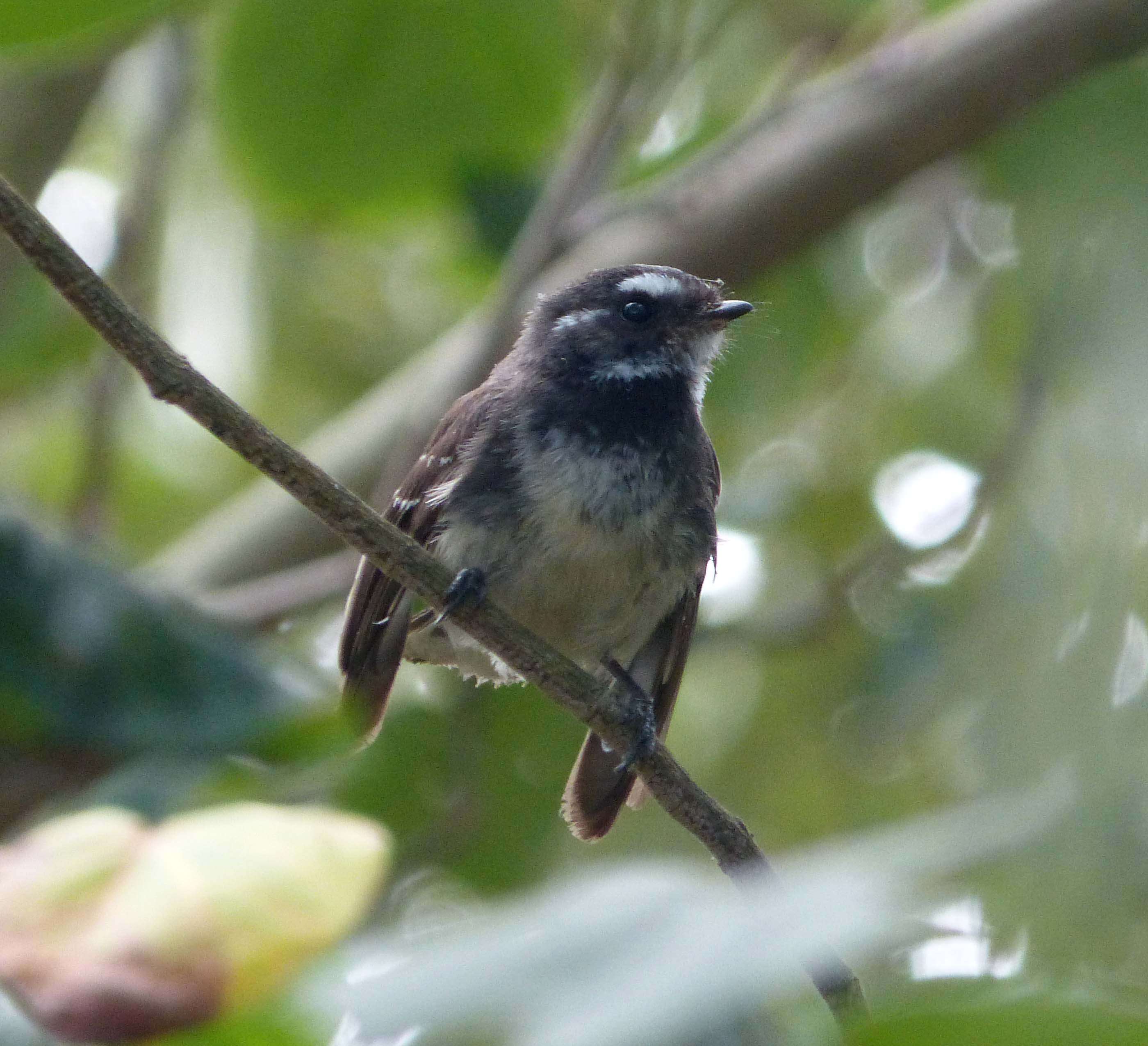 Image of Grey Fantail