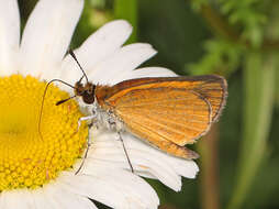 Image of Least Skipper