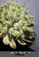 Imagem de Astrantia major L.