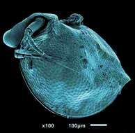 Image of Ceriodaphnia