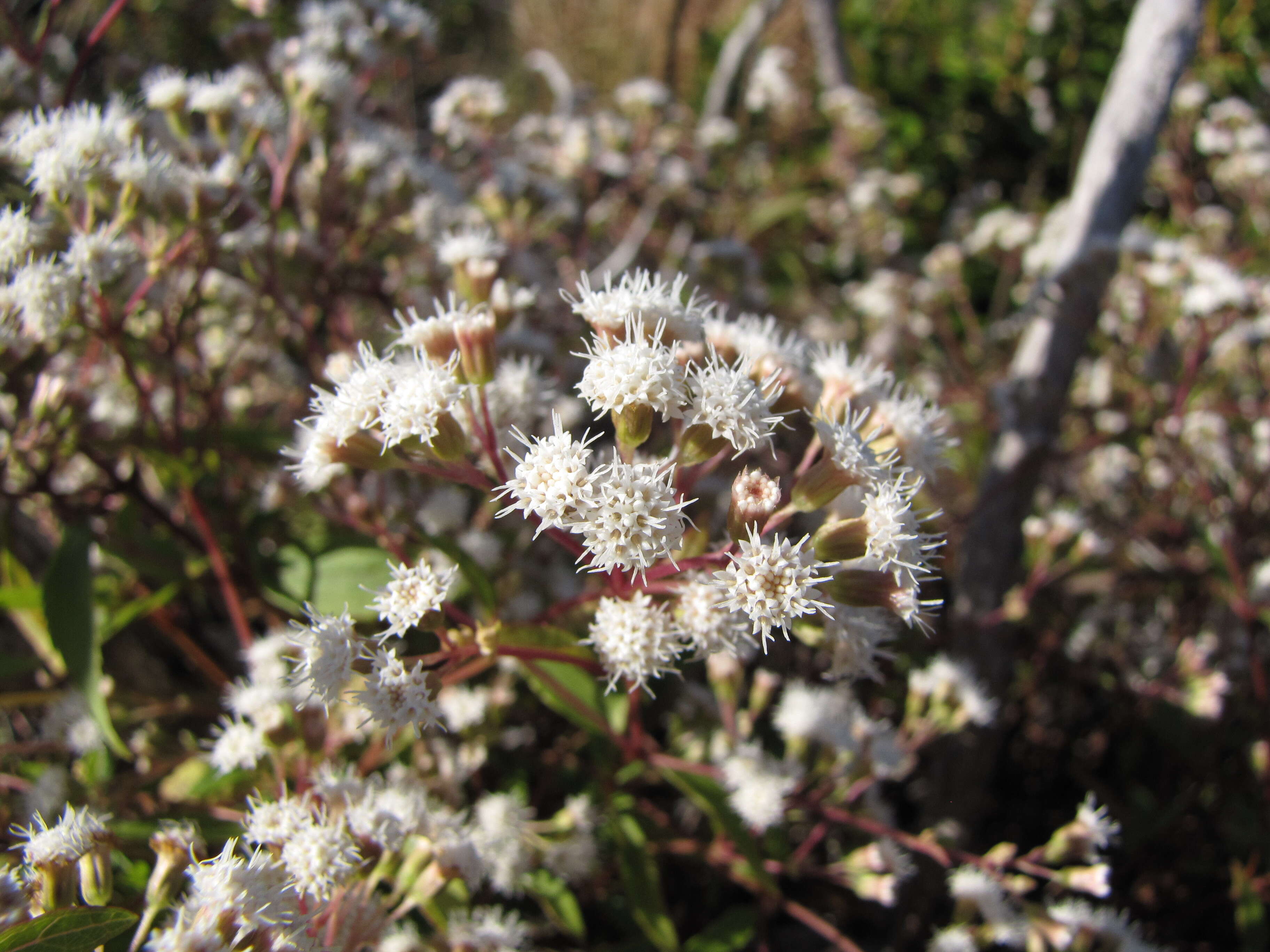 صورة Ageratina riparia (Regel) R. King & H. Rob.