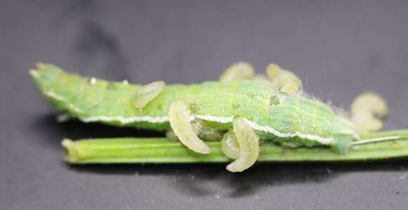 Image of grass emerald