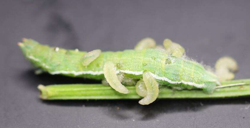 Image of grass emerald