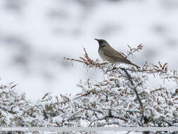 Image of Black-throated Thrush