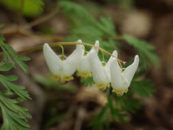 Image of dutchman's breeches