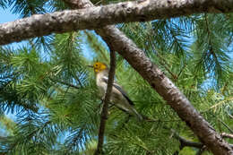 Image of Hermit Warbler