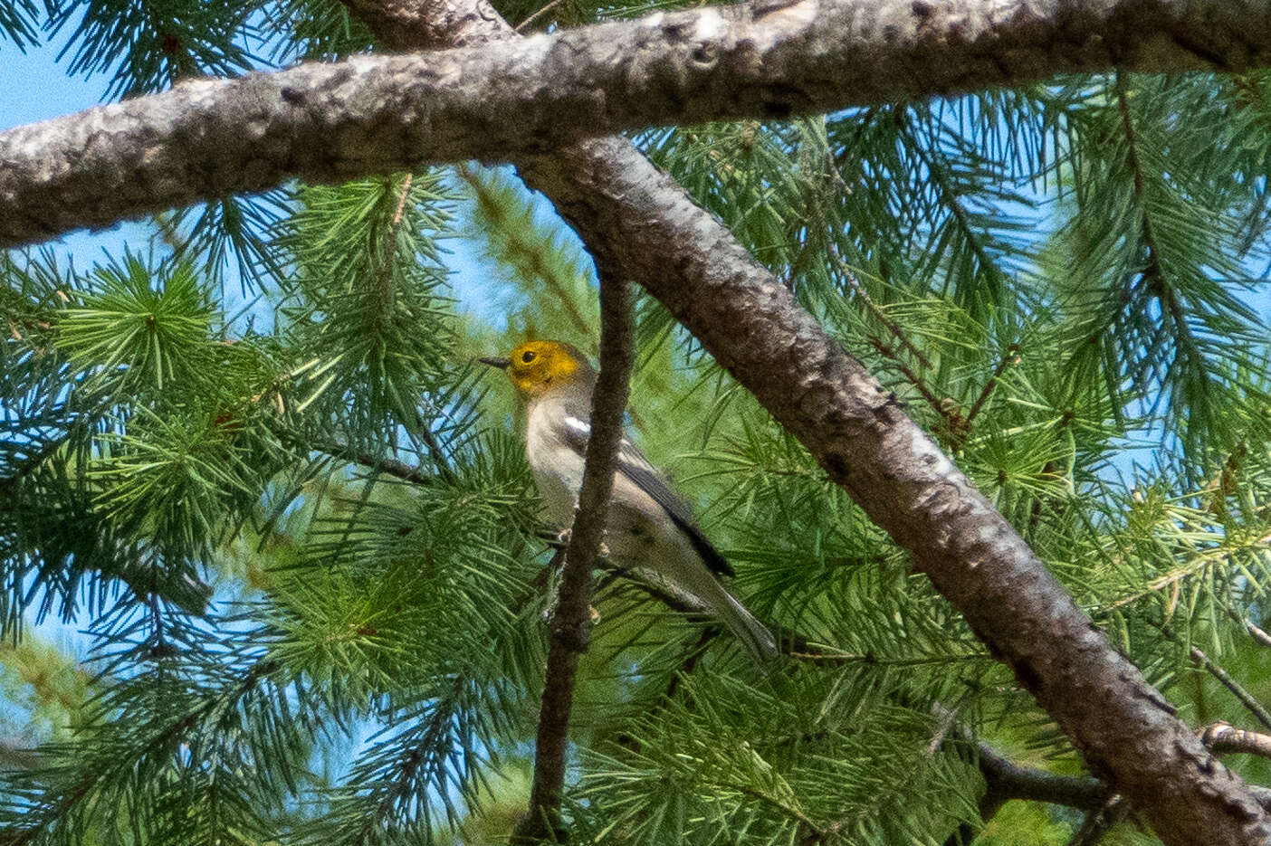 Image of Hermit Warbler