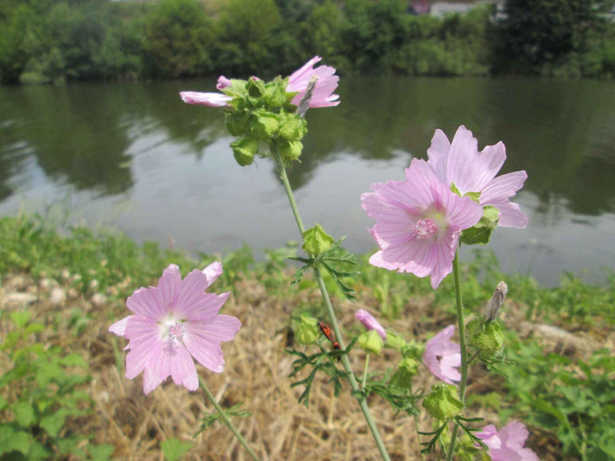 Image of european mallow