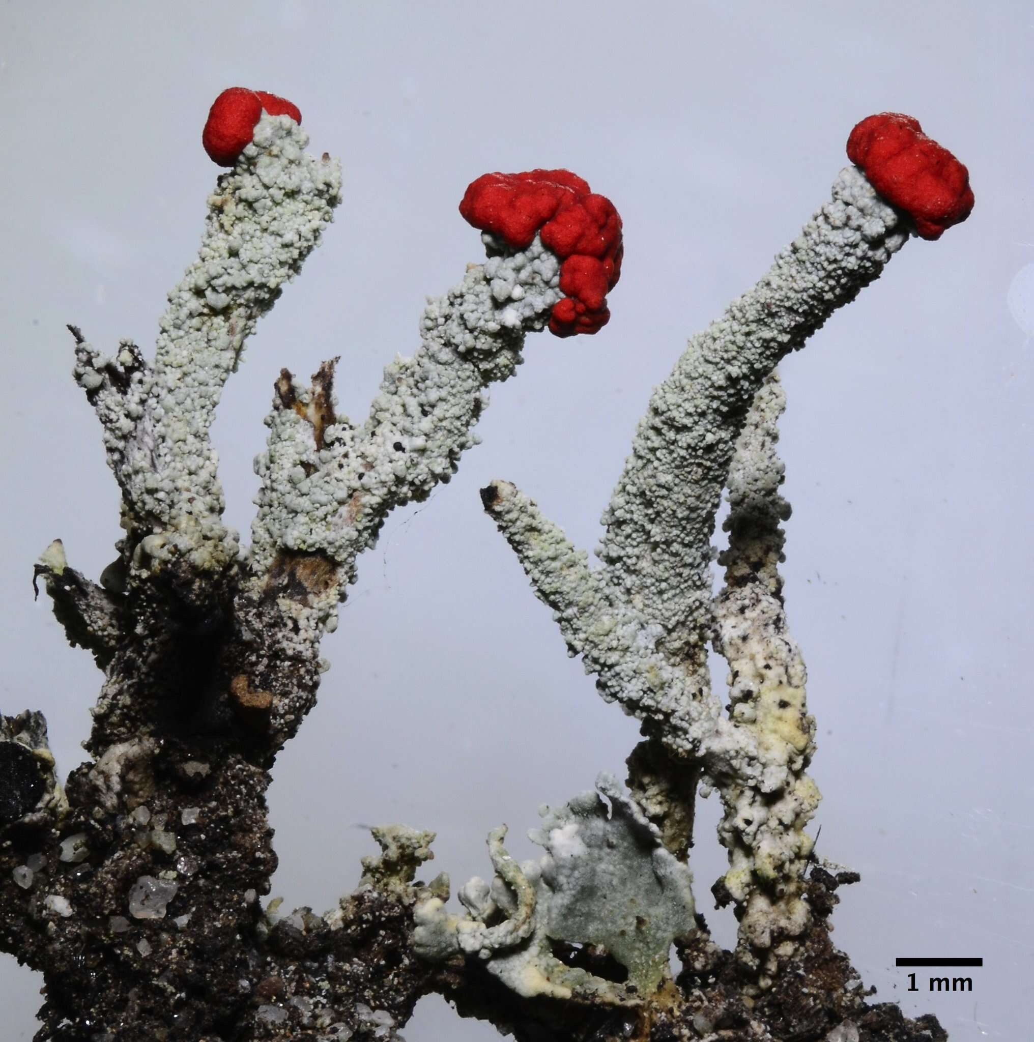 Image of Cladonia macilenta