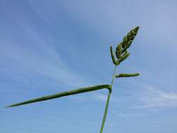 Image of Japanese millet