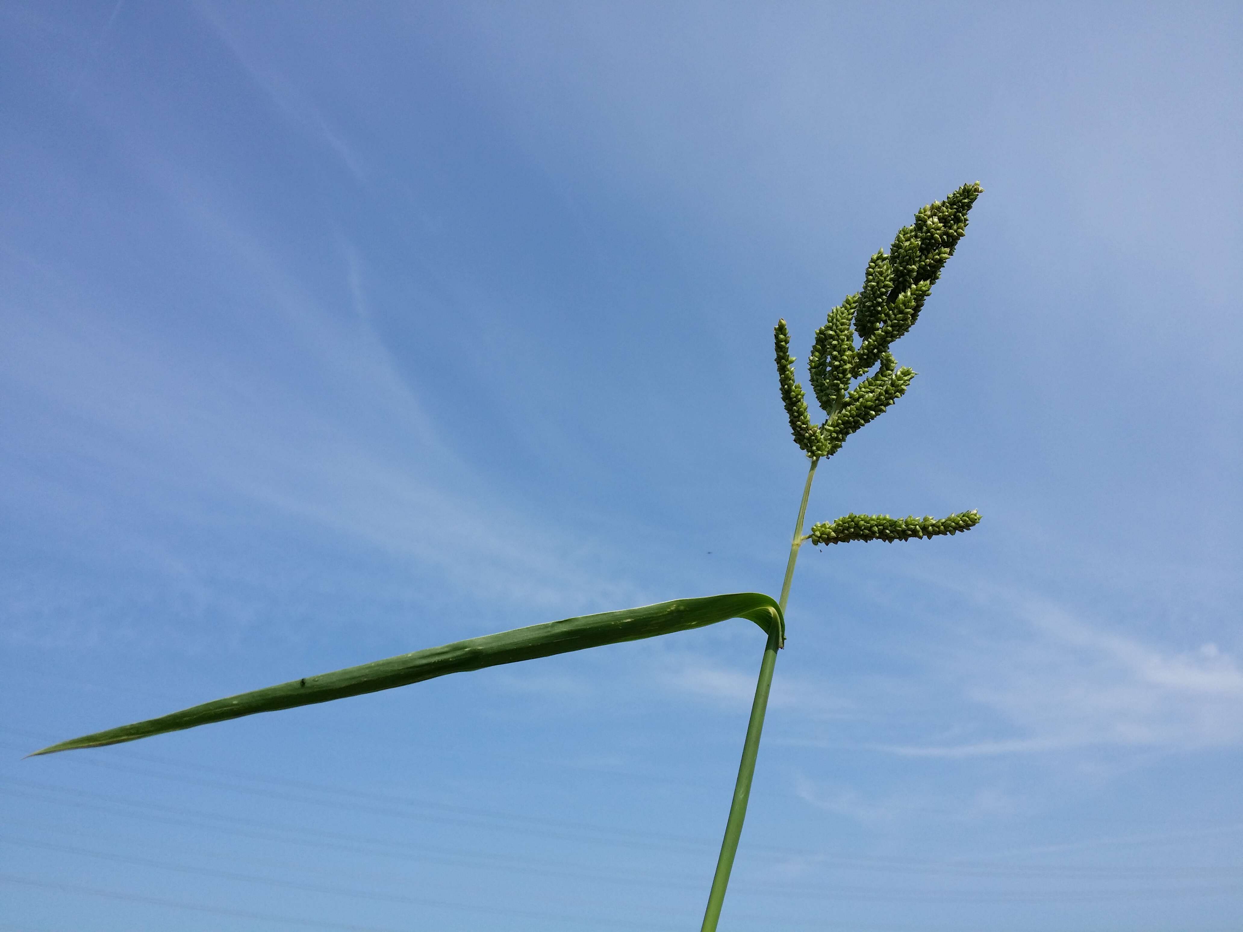 Image of Japanese millet