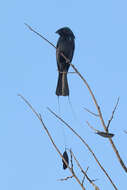 Image of Lesser Racket-tailed Drongo
