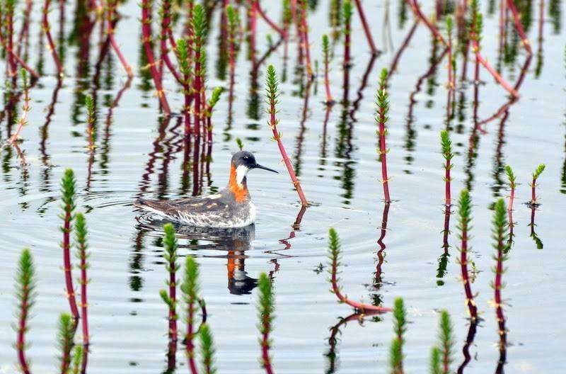 Image of Red-necked Phalarope