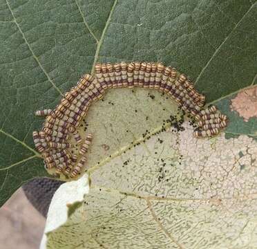 Image of Western Grapeleaf Skeletonizer