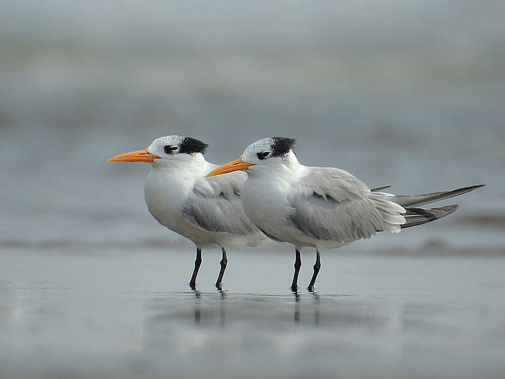 Image of Lesser Crested Tern