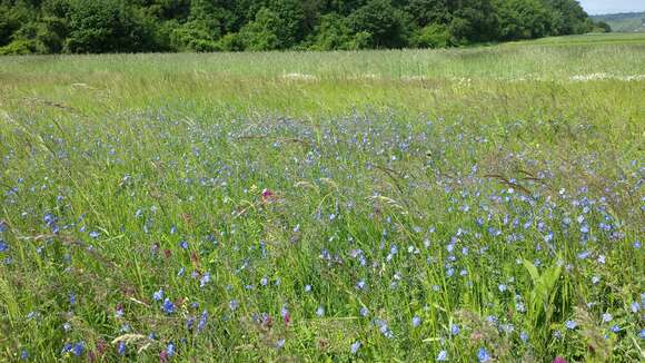 Image of Asian flax