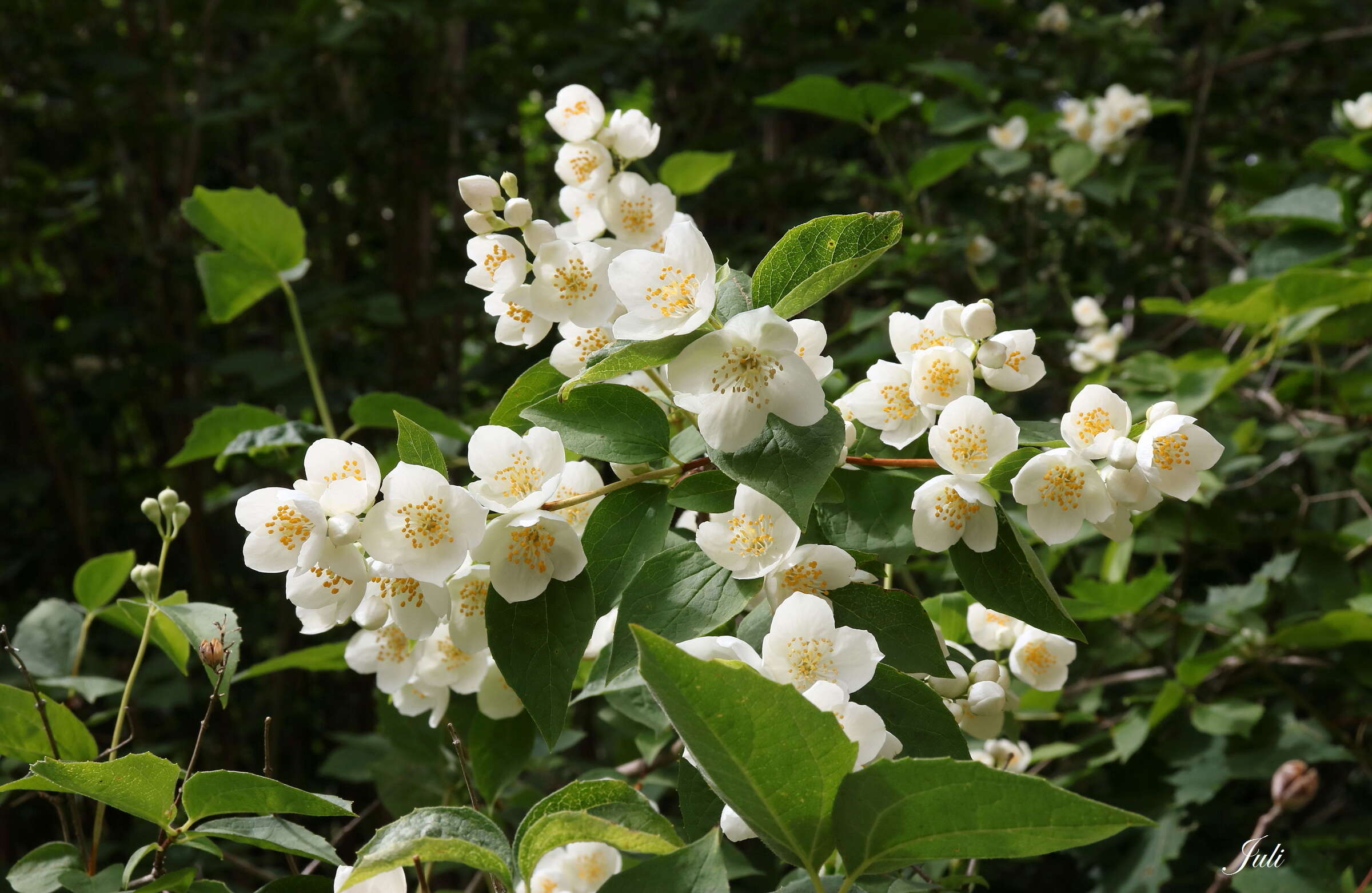 Plancia ëd Philadelphus coronarius L.