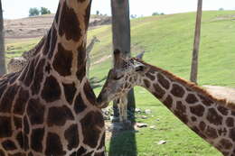 Plancia ëd Giraffa camelopardalis (Linnaeus 1758)