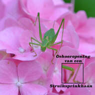 Image of speckled bush-cricket