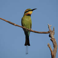 Image of Rainbow Bee-eater