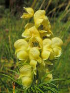 Aconitum anthora L.的圖片