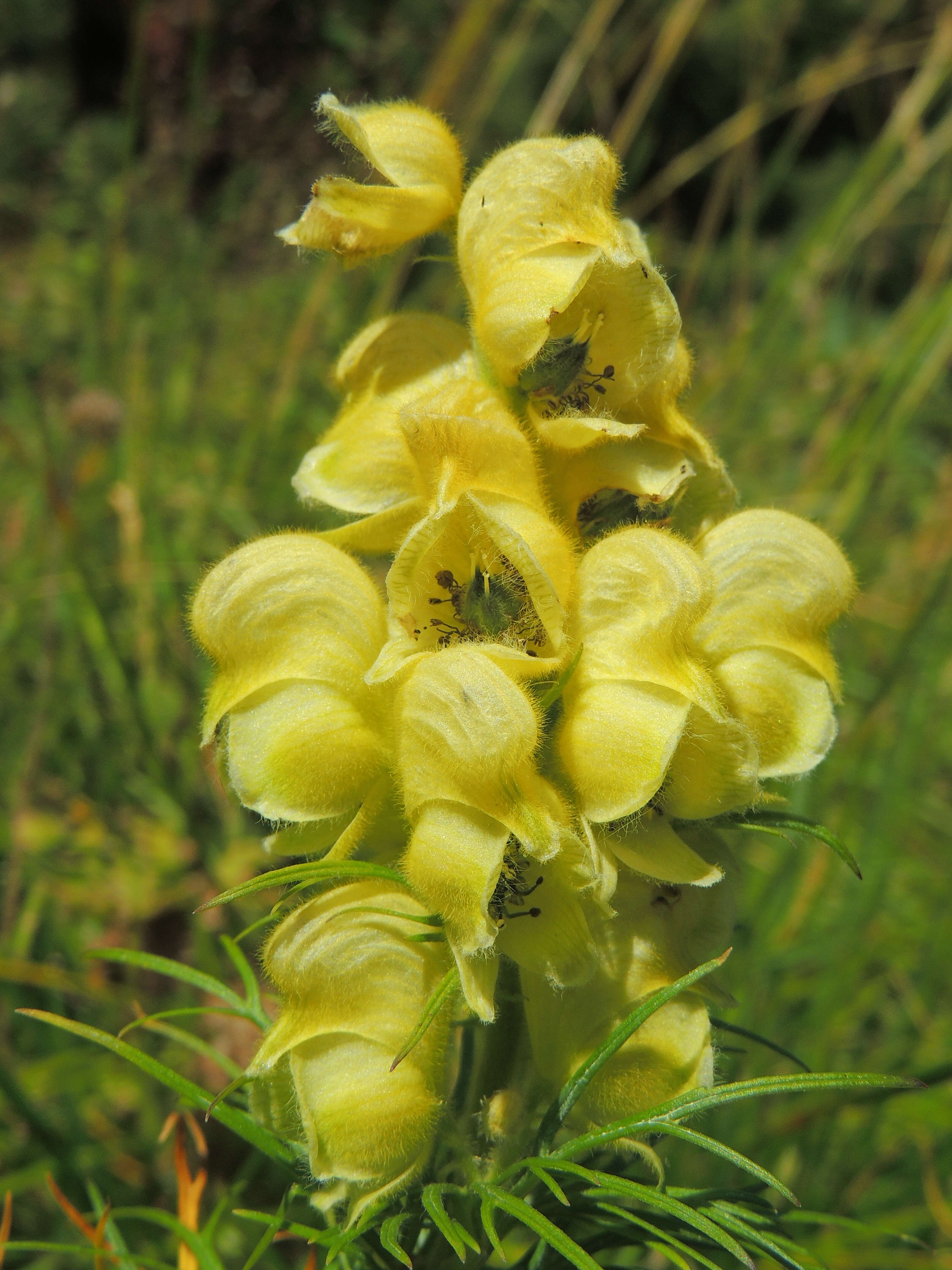 Aconitum anthora L.的圖片